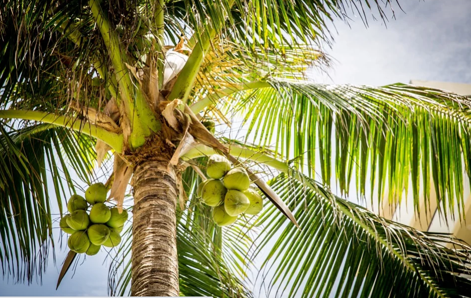 Air Kelapa Muda Atau Air Kelapa Tua, Mana yang Lebih Sehat untuk Tubuh?