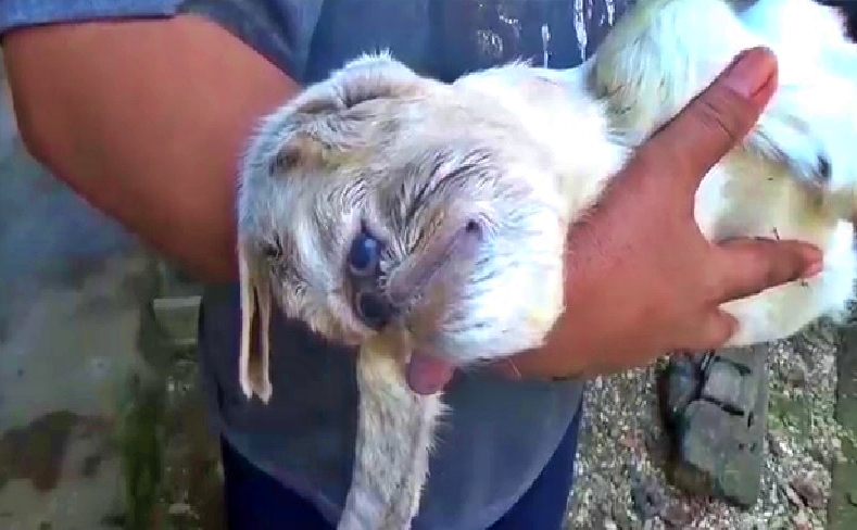 Unik anak kambing berwajah mirip monyet