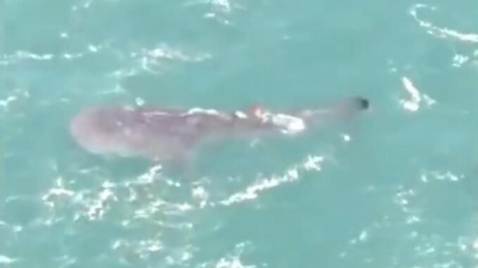 Video Viral! Penampakan Satwa Raksasa di Pantai Yogyakarta, Ini Penjelasan BKSDA