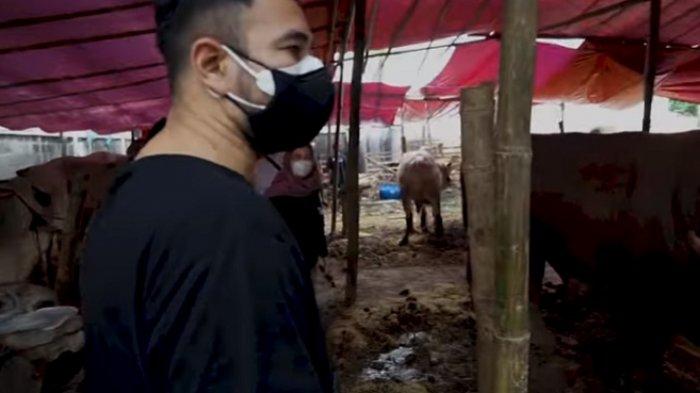 Tahun Ini, Raffi Ahmad Kurban 10 Sapi dan 10 Kambing
