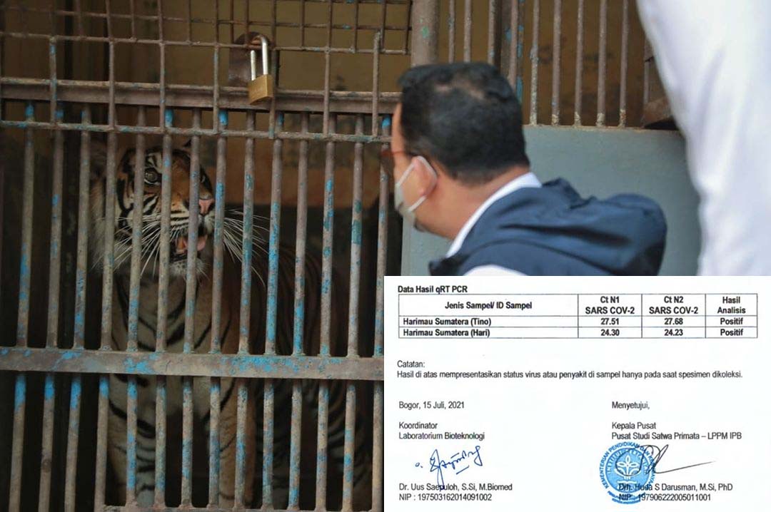 RAGUNAN: Gubernur DKI Jakarta Anies Baswedan menjenguk harimau sumatera yang positif Covid-19. (foto: instagram/aniesbaswedan)