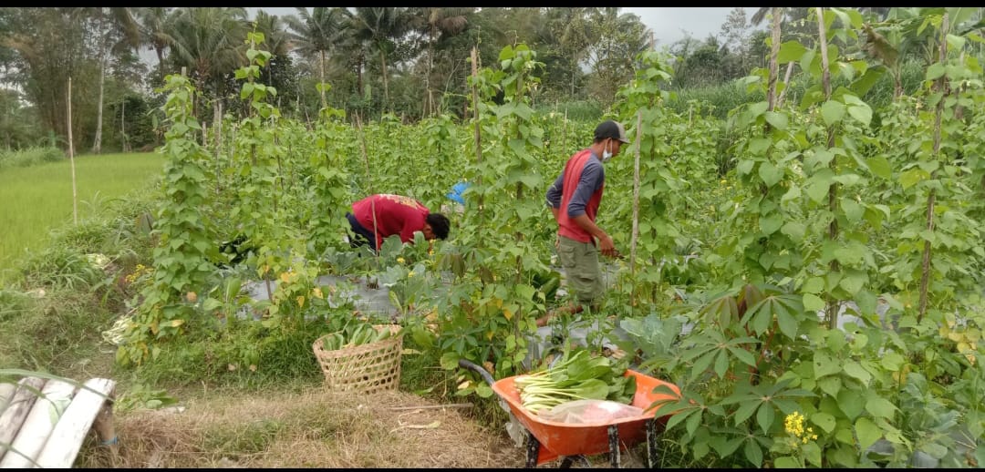 Petani merapi di Dukun saat memanen sayuran