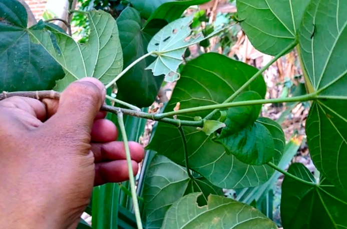 Daun waru. (foto: ist)