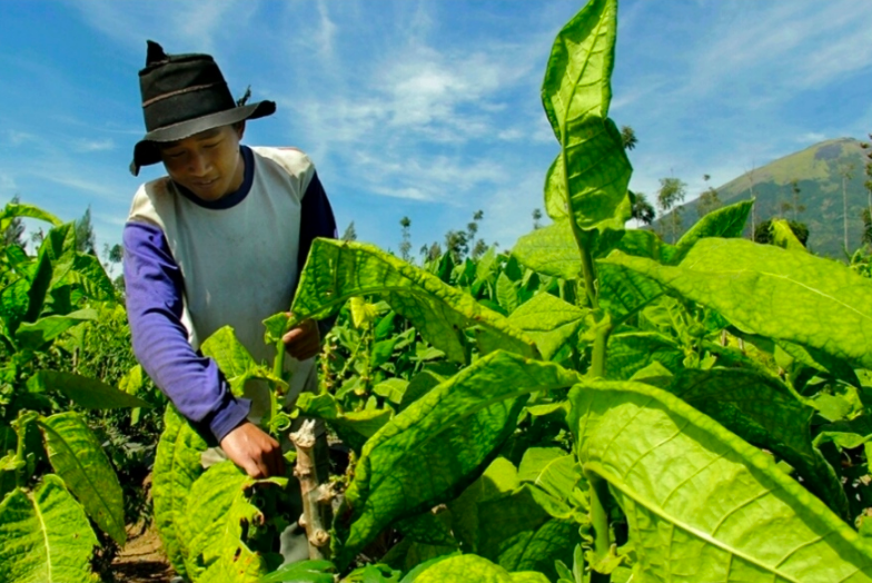 SIAP PANEN: Ilustrasi petani tembakau Temanggung. (foto: ist)