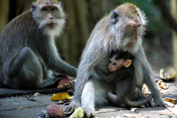 HARMONIS: Keluarga monyet ekor panjang yang dianggap hama oleh manusia. (foto: ist)