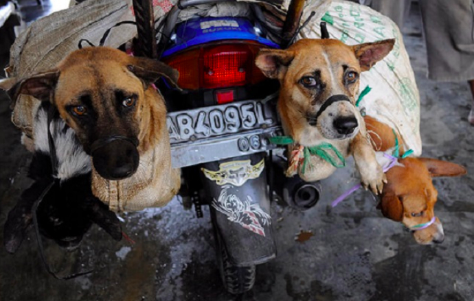 KASIHAN: Puluhan anjing di jogja diperdagangkan diduga dijagal untuk dikonsumsi. (foto: ilustrasi/ist)