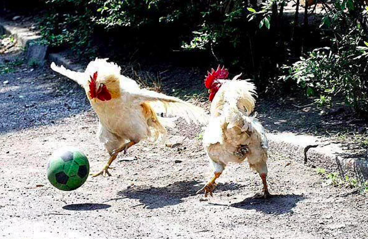 Ilustrasi ayam bermain di jalan hingga mengganggu pengendara. (gambar: ist)