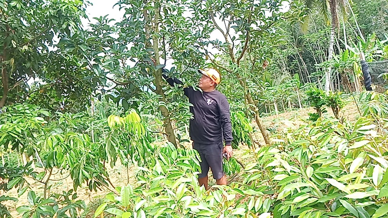 Cerita Pembudidaya Alpukat Aligator, Buah Yang Beratnya Bisa Mencapai 2 Kilogram