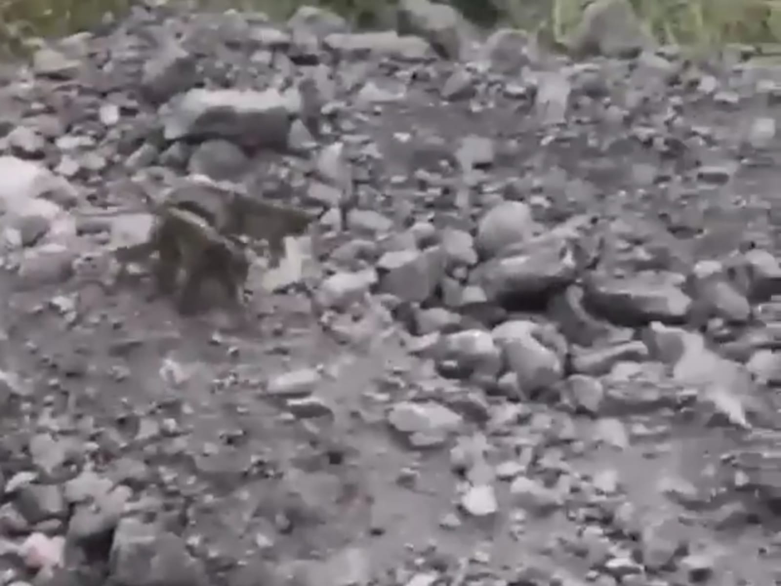 Kawanan monyet ekor penjang Merapi turun ke kawasan Ngori, Srumbung, Kabupaten Magelang. (gambar: Instagram/ merapi_uncover)