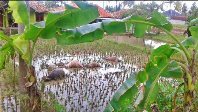 seorang penggembala dan lima ekor kerbau tewas tersengat listrik