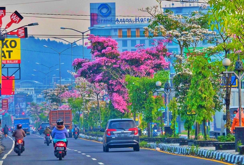 Bunga Tabebuya di Pinggir Jalan Mertoyudan Magelang Mulai Berbunga dan Bermekaran-- Foto Facebook - Bagas Kara_Potret Kota Magelang