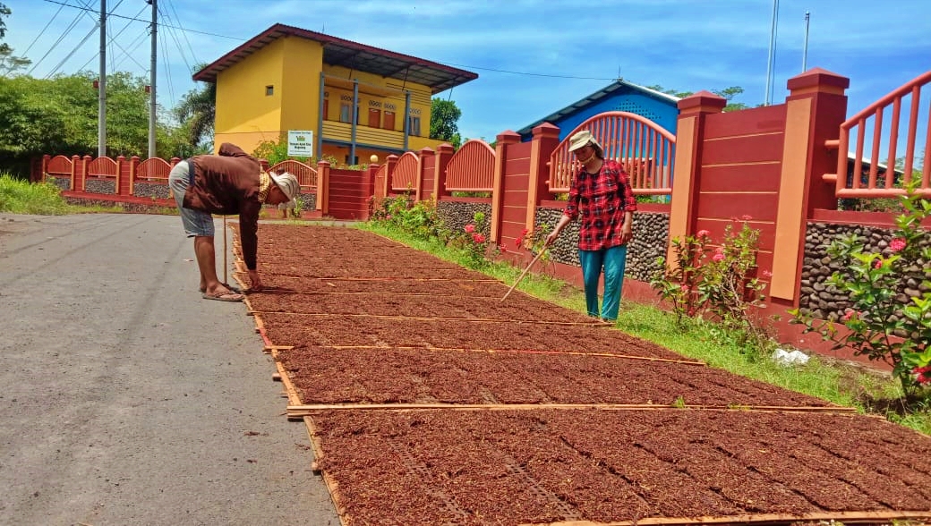 Petani Tembakau di windusari Magelang saat menjemur hasil panennya