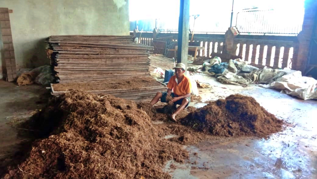 Petani tembakau saat memilah hasil panennya yang sudah kering