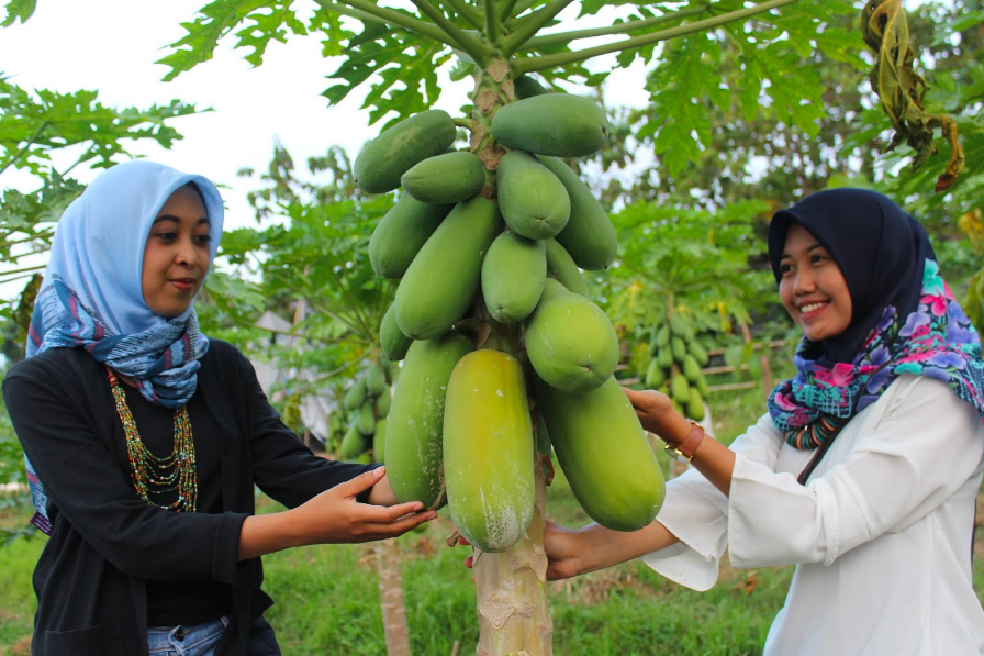 KAYA MANFAAT: Dua perempuan bermain ke kebun pepaya. (foto: ist)