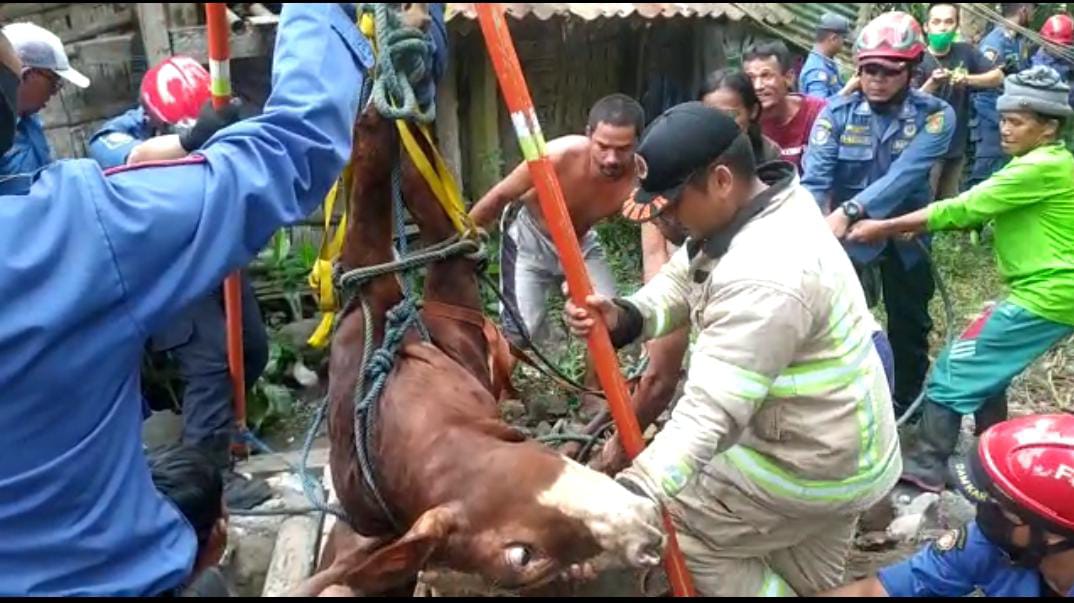 Damkar Kabupaten Magelang Evakuasi Sapi yang Masuk ke Sumur di Ngluwar