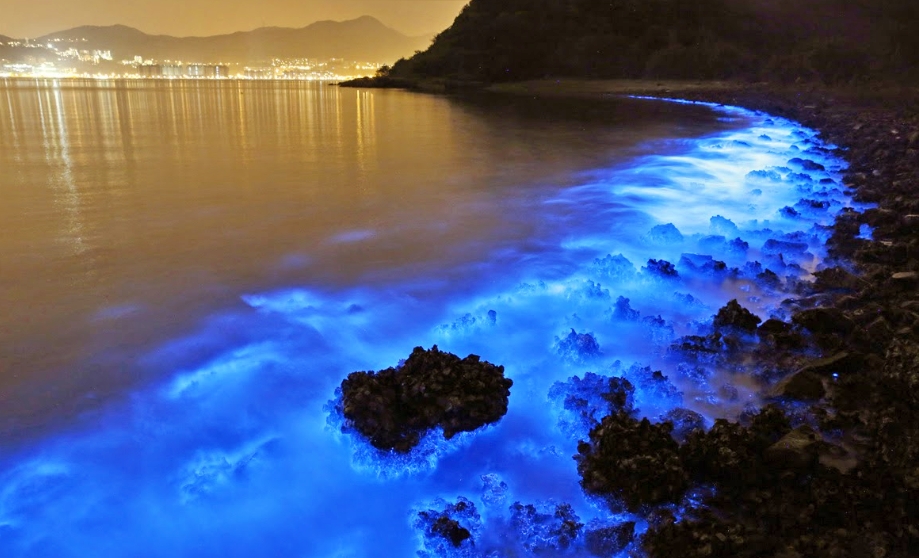 ilustrasi laut bercahaya_Foto Istimewa