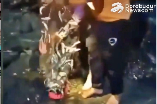 warga banyak menjaring ikan teri yang berlompatan di pinggir pantai selatan jawa