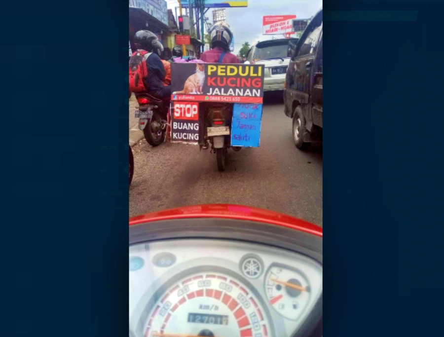 Aksi Peduli Kucing jalanan