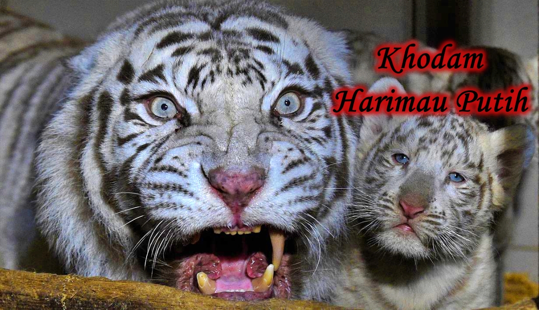 Khodam pendamping harimau putih