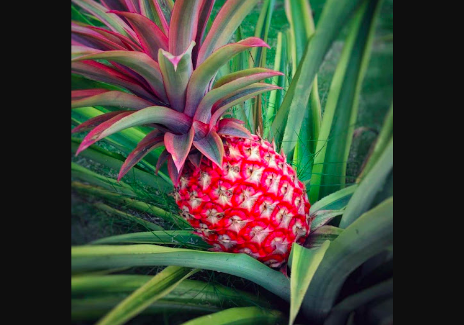 Nanas merah. (gambar: ist)