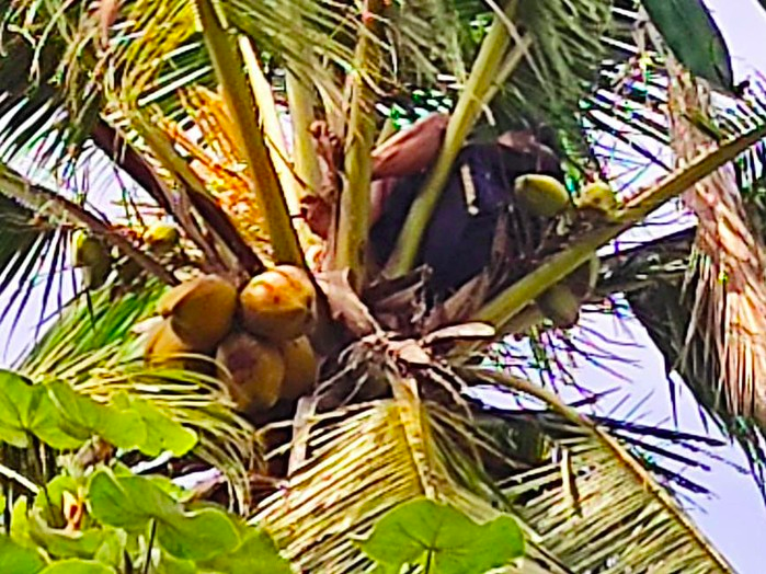 Seorang pria tewas saat memanjat pohon kelapa. (foto: ilustrasi/ist)