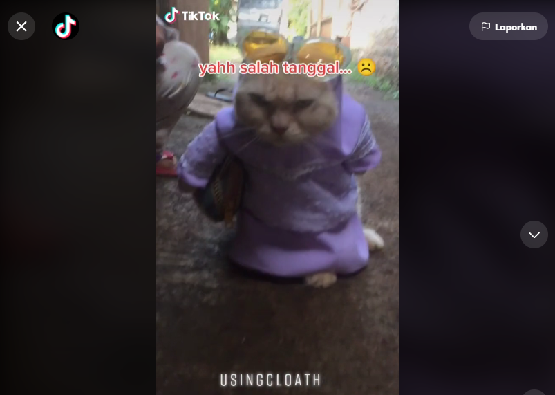 Gemas! Viral Video Kucing Cosplay Jadi Ibu-ibu Kondangan