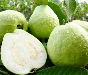 Sederet Manfaat Jus Jambu Kristal Untuk Kesehatan, Wajib Tahu!