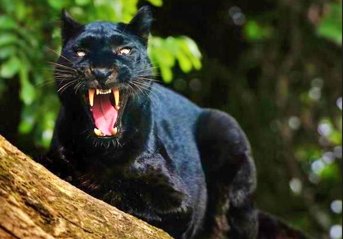 khodam macan kumbang weton