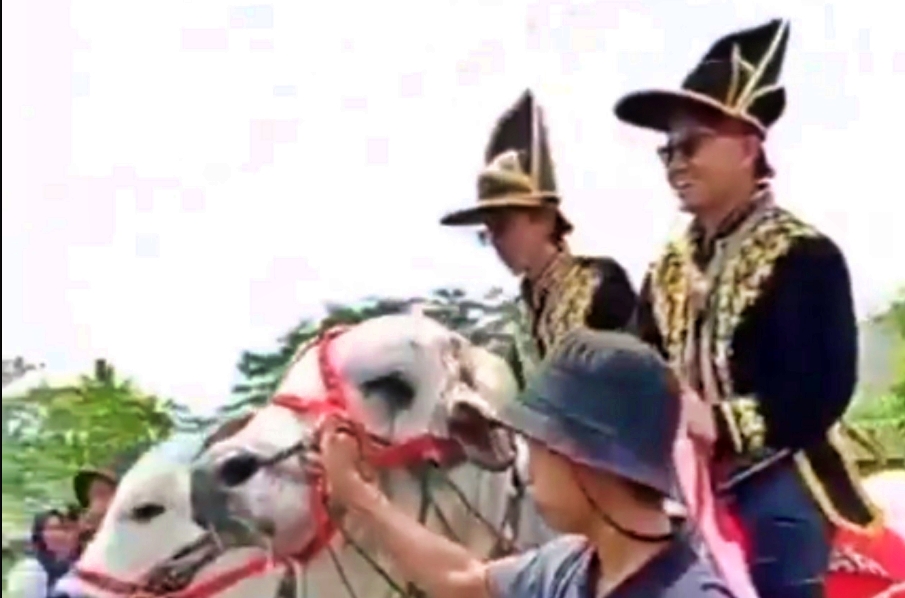 Anak bupati sleman jatuh dari atas sapi saat kirab budaya