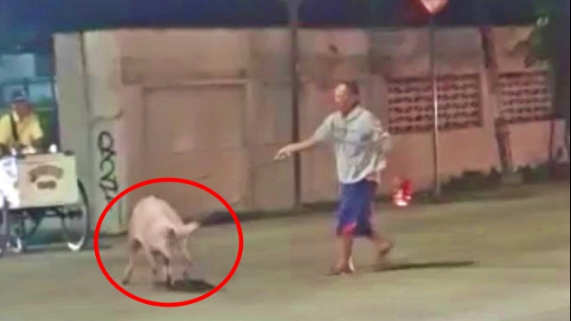 Babi putih berkeliaran di jalur pantura videonya viral di media sosial