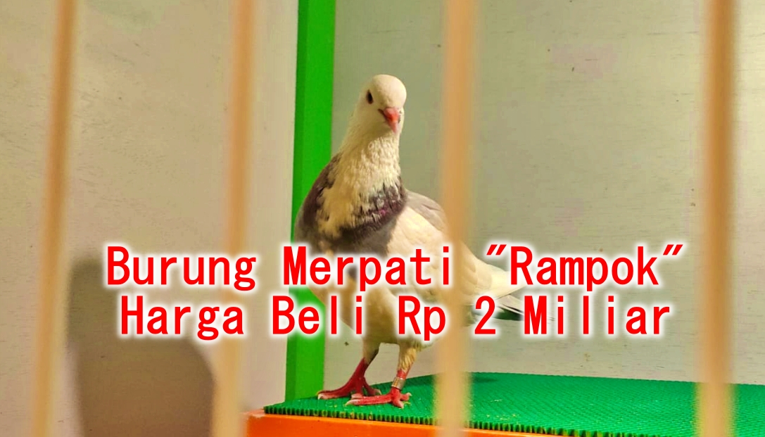 Burung Merpati bernama Rampok milik warga Tegal yang dibelinya dengan harga Rp 2 Miliar
