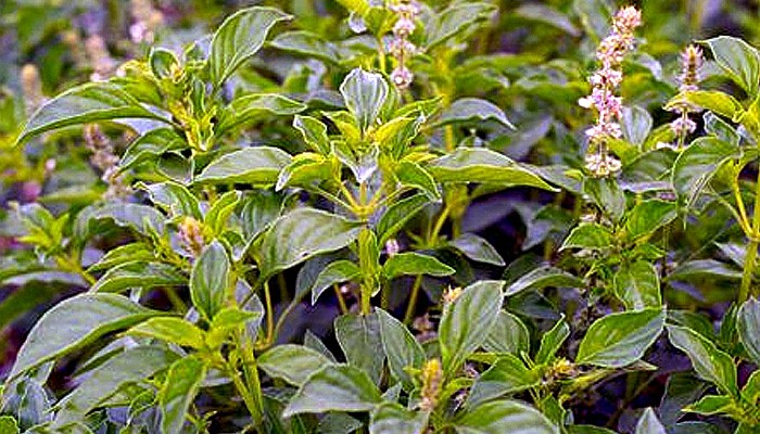 Jarang Diketahui, Ini 4 Manfaat Daun Kemangi