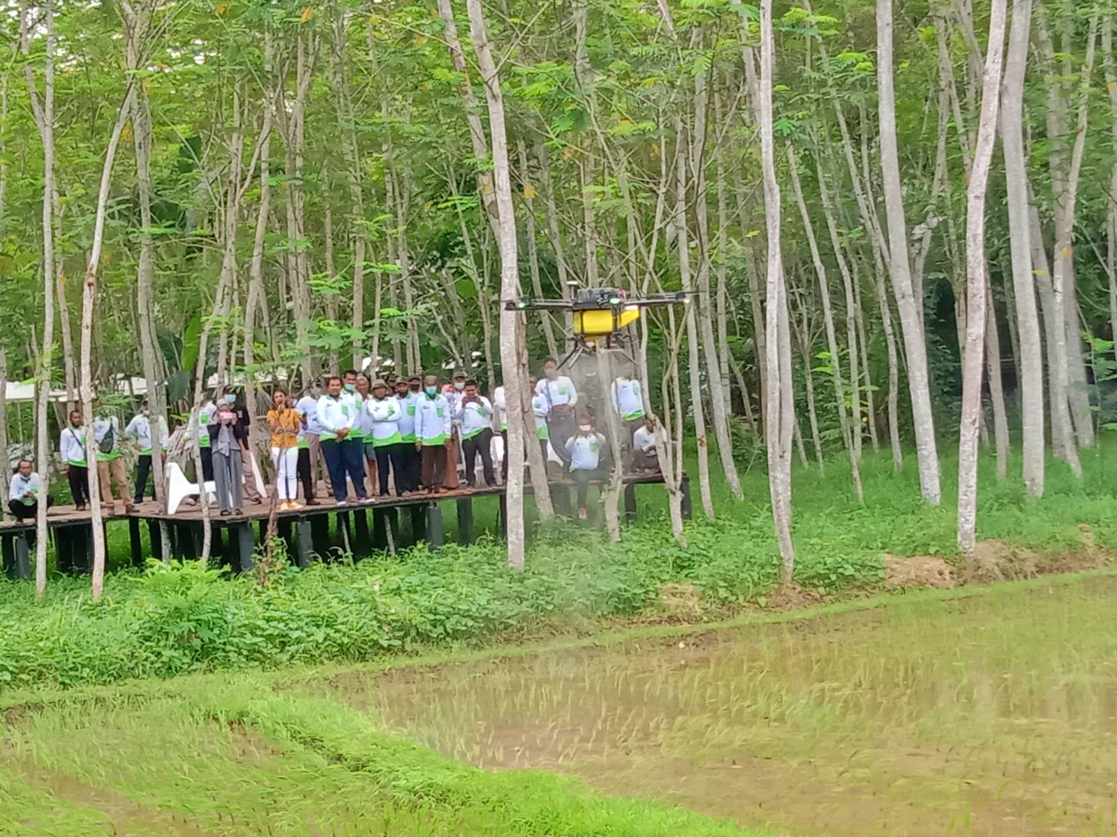 Penyemprotan pupuk cari dengan drone di lahan pertanian di Borobudur