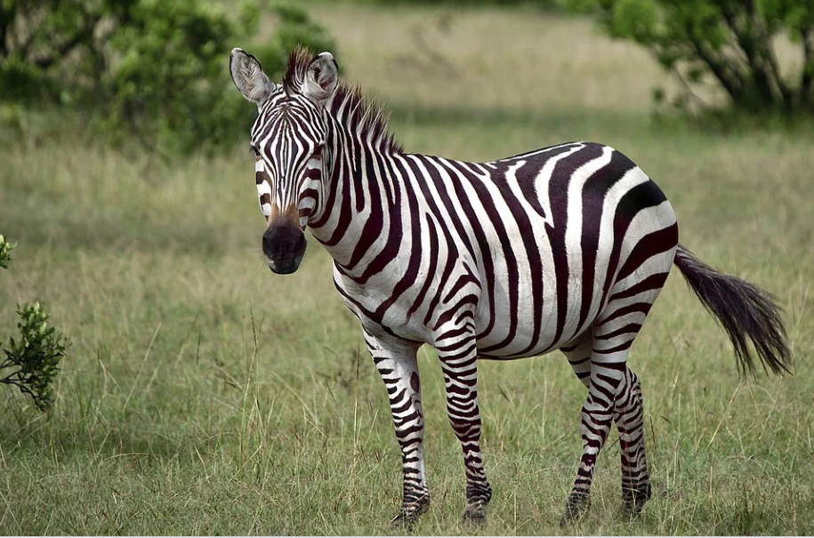 Kenapa Zebra Tidak Jadi Hewan Peliharaan dan Ditunggangi?
