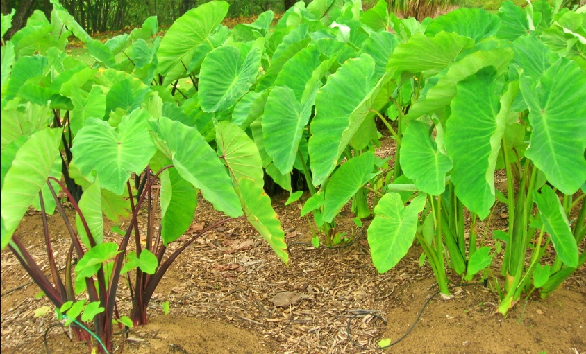 daun talas cocok bagi kesehatan