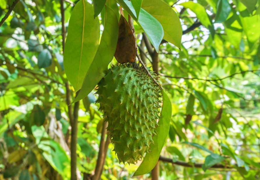 manfaat daun sirsak bagi kesehatan selain obat kanker