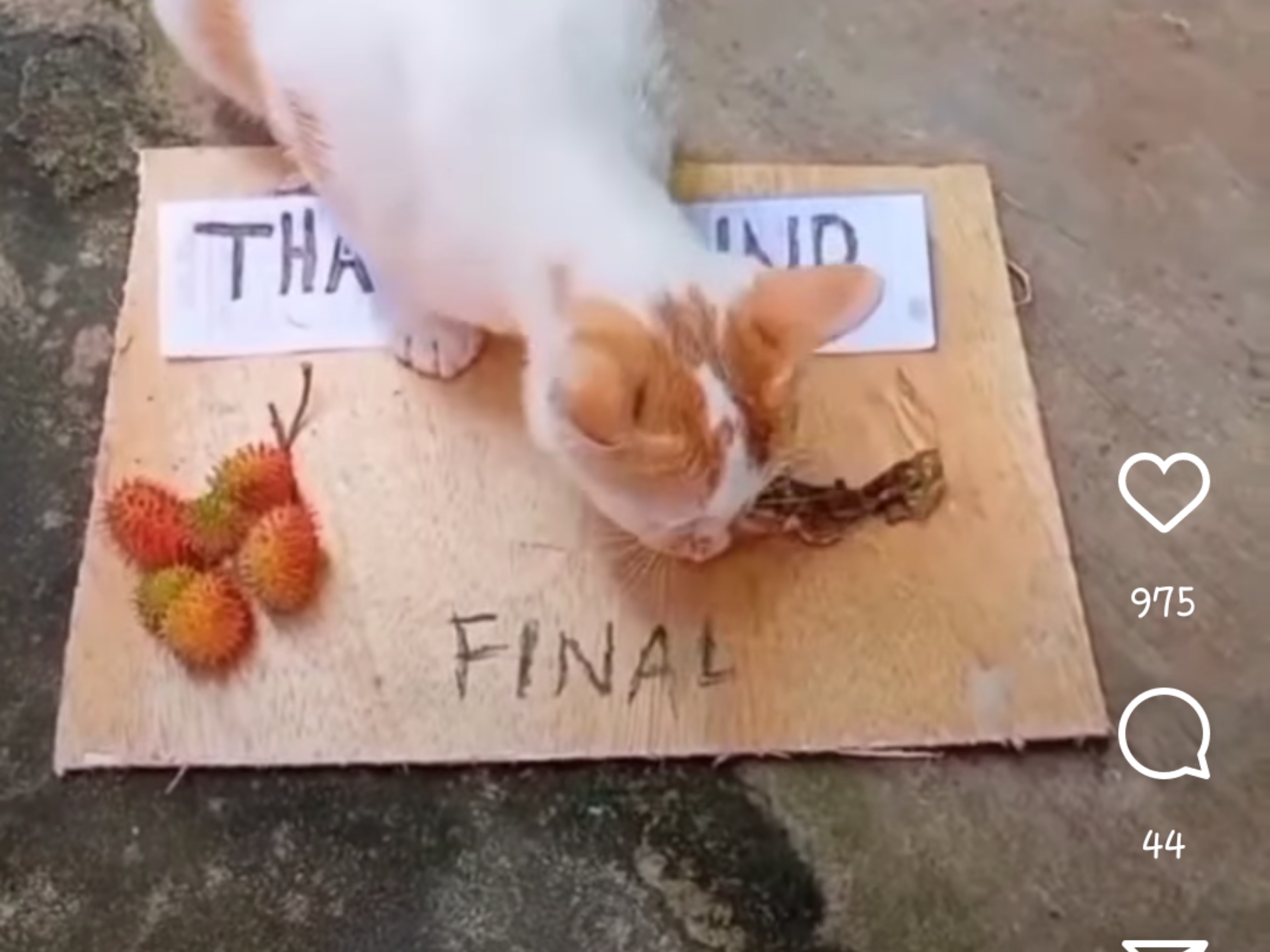 GEREH: Kucing domestik memprediksi kemenangan Timnas Indonesia atas Thailand di final Piala AFF 2020. (sumber: instagram/viralkak)