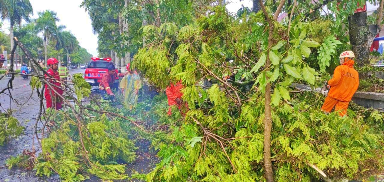 Petugas BPBD dan Damkar Kabupaten Magelang saat memotong pohon tumbang akibat hujan angin