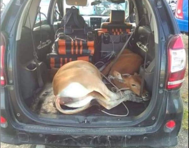 KASIHAN: 2 ekor sapi di dalam bagasi mobil MPV. (gambar: ilustrasi)