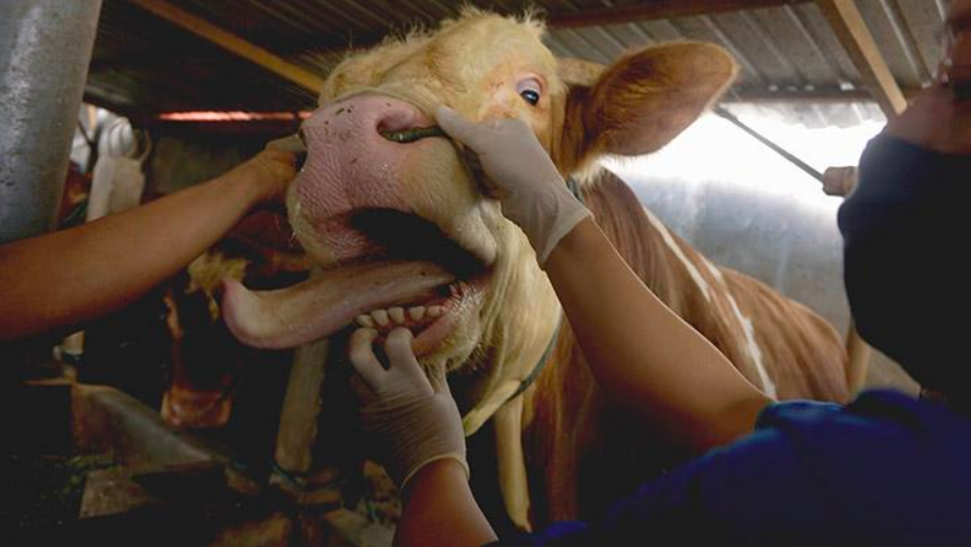 Sapi. (foto: ilustrasi)