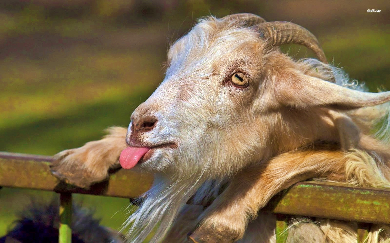 berhubungan seksual dengan kambing sang kakek divonis 6 tahun penjara