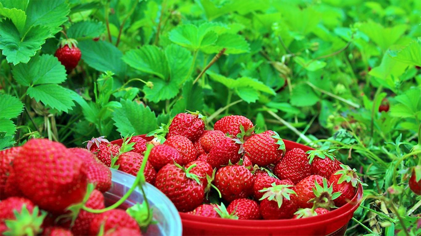 ilustrasi wisata petik buah strawberry di Sawangan Magelang