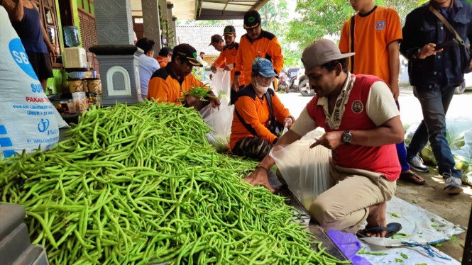 warga lereng merapi merbabu sedang membungkus sayuran untuk dikirim untuk warga terdampak erupsi semeru
