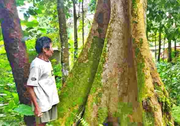 Joyo pemiliki pohon durian berusia 200 tahun di Magelang_foto Radarsemarang