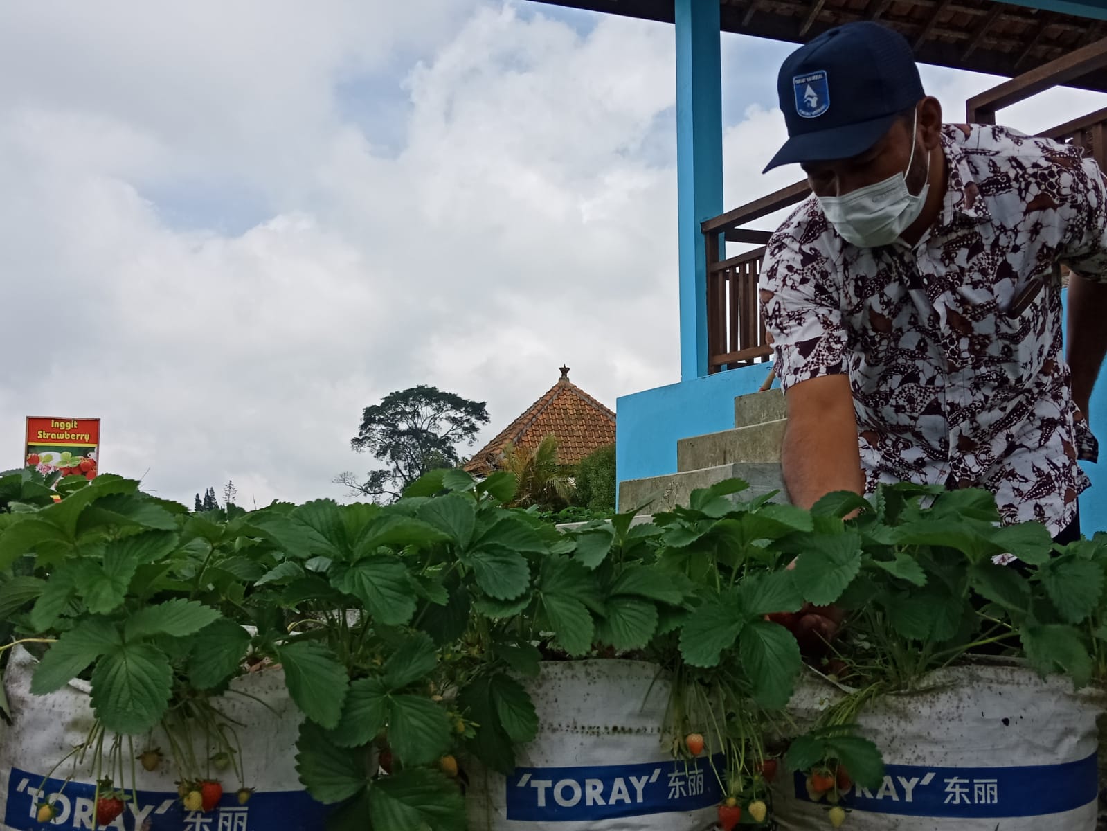 Sensasi Memetik Buah Strawberry dengan Pemandangan yang Menarik di