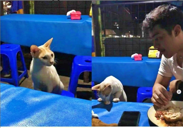 kisah orang ngasih makan kucing video jadi viral
