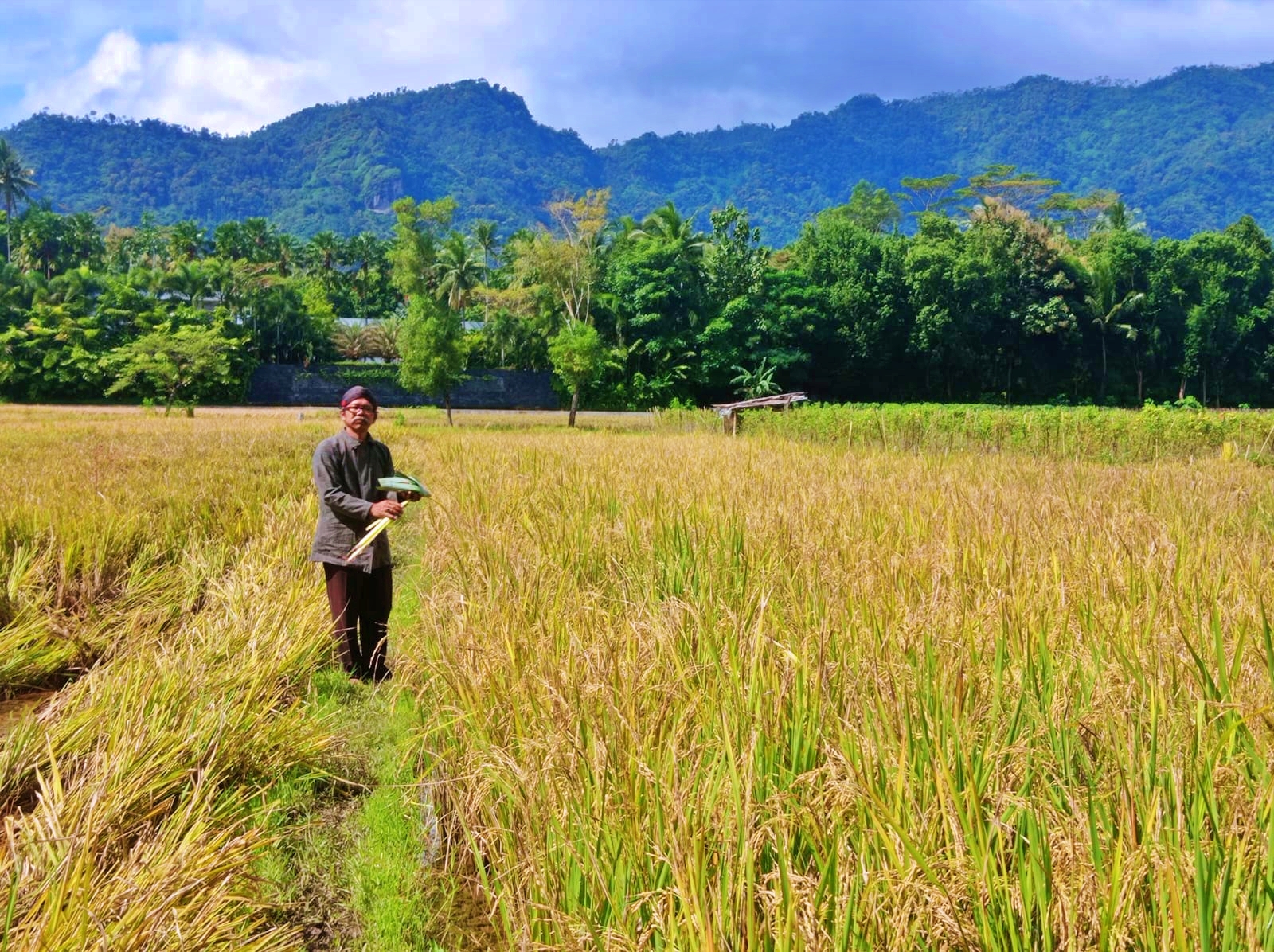 Sesepuh Dusun Ngaran 1 Desa Borobudur sedang melakukan salah satu prosesi wiwitan jelang panen padi