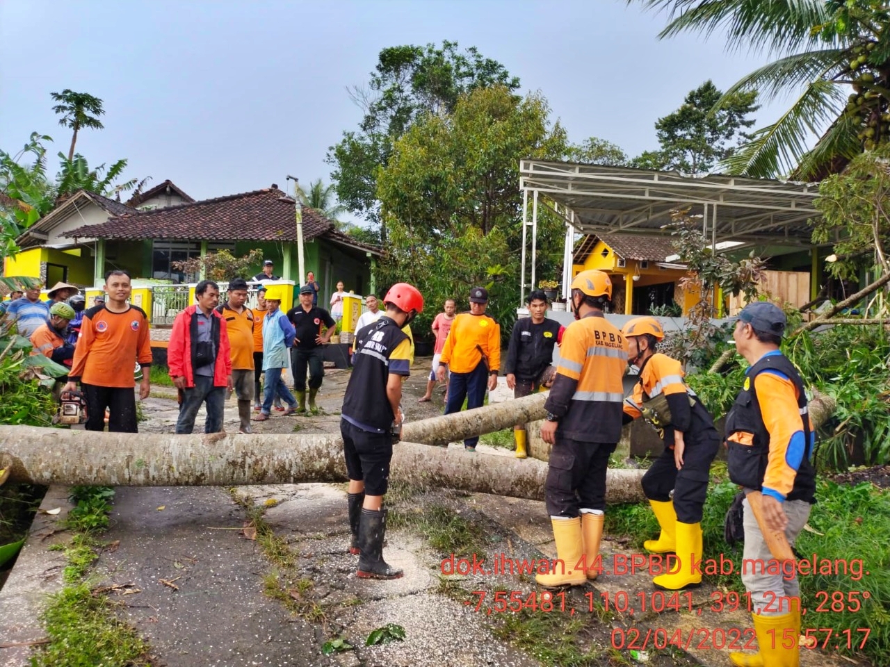 Relawan dan BPBD Kabupaten Magelang saat mengkondisikan pohon tumbang akibat hujan disertai angin