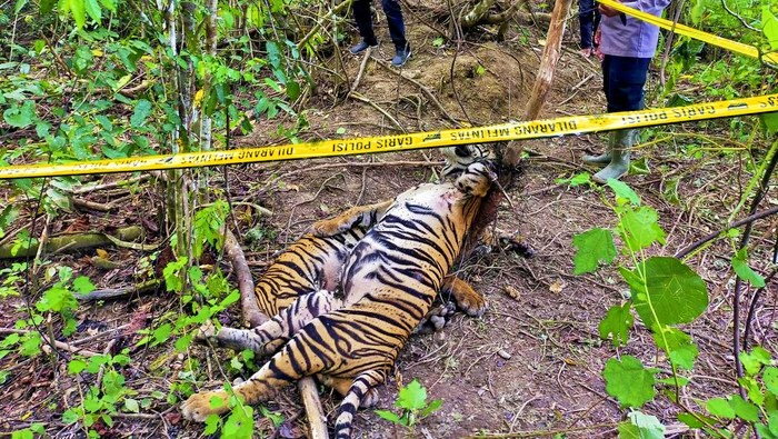 mayat harimau yang tewas terkena jebakan babi