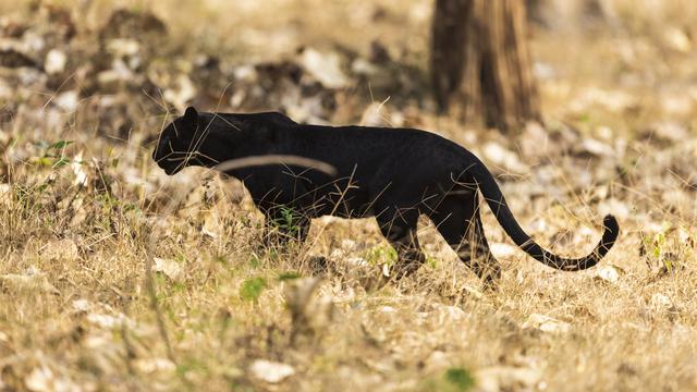 Heboh Temuan Jejak Satwa Liar di Banjarnegara, BKSDA Jateng Lakukan Analisis